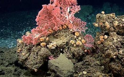 Coral canyons and seamounts off the Massachusetts coastline are being considered for National Marine Monument Designation. A new Edge Research poll finds overwhelming support for protecting the ocean. (NOAA)