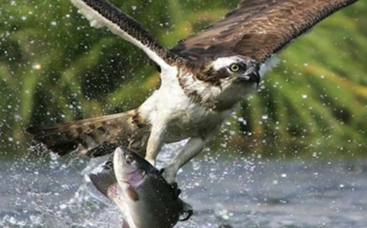 Ospreys are being reintroduced in Iowa, thanks to joint efforts with naturalists in Minnesota. (IowaDNR.org)
