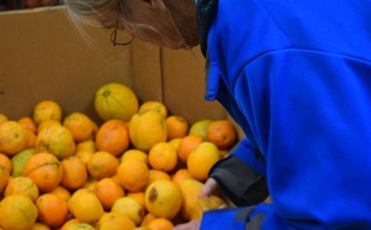 Indiana farmers are being asked to sell surplus or blemished produce to food banks. (Virginia Carter)