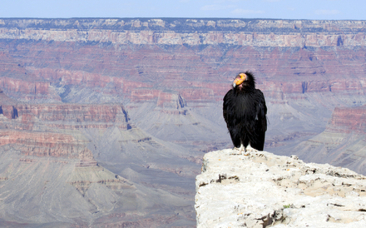 The Sierra Club is disputing the Arizona Game and Fish Department’s claim that Grand Canyon uranium mining isn’t harmful to the endangered California condor. (kojohirano/iStockphoto)