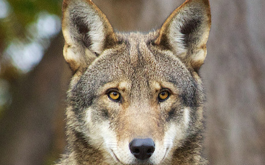 Red wolf populations have been reduced in recent years because of policy changes, hunting and human threats. (B. Bartel/USFWS)