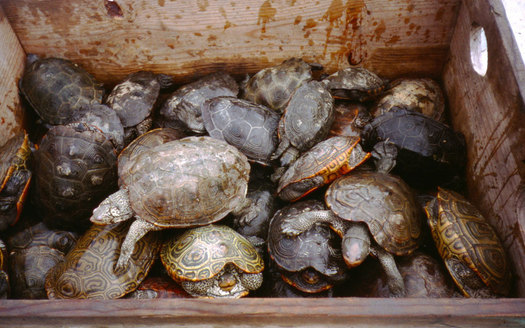 Stormwater pollution in the Chesapeake Bay is harmful to wildlife. (USGS)