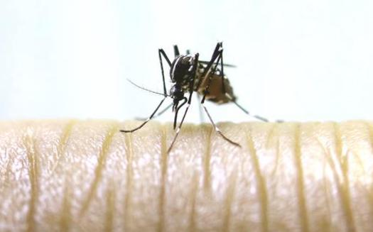 As the number of locally-transmitted Zika cases grows, so do frustrations over Florida's health care inequities. (DodgertonSkillhause/morguefile)