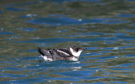 There are about 7,500 marbled murrelets left in Washington state. (U.S. Fish and Wildlife Service)