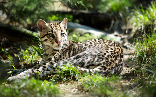 The U.S. Fish and Wildlife Service has released a long-term recovery plan for the endangered ocelot. (eli77/iStockphoto) 