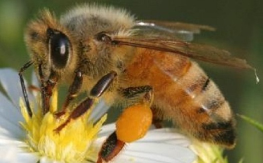 A new report says more retailers are selling bee-friendly plants, raised without using insecticides. (Bee Aware)