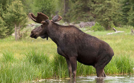 There should be no shortage of Moose at Maine's newest national monument in the North Woods. (Walter Ezell via wiki).