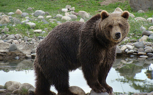 The Interagency Grizzly Bear Study Team estimates there are about 700 bears in the Greater Yellowstone ecosystem. (Ny/flickr)