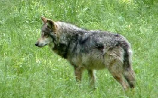 A new study shows that killing predators like the Mexican Gray Wolf may not reduce livestock losses.(Endangered Wolf Center)