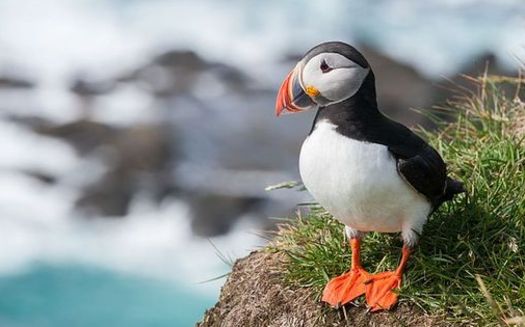 The Atlantic puffin is one of many species that are expected to benefit from President Obama's designation of the first-ever marine national monument in the North Atlantic. (Richard Bartz via wikimedia)