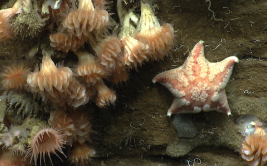 The Northeast Marine National Monument is a hotspot of biological diversity. (NOAA)