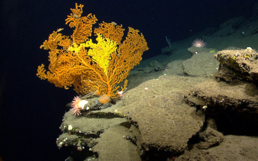 Scientists have documented more than 70 species of coral in the national monument area. (NOAA)
