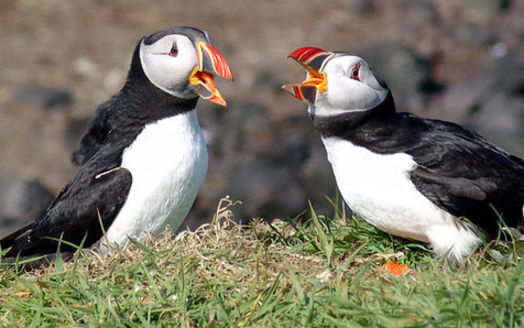 Conservation groups in New England say the puffin is one of many species that will benefit from designation of the first National Marine Monument in the Atlantic. (Steve Deger/Wikimedia)