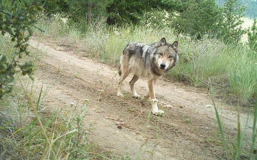 Killing predators such as the Northern Rockies gray wolf may do little to reduce livestock losses, according to a new study. (Washington Department of Fish and Wildlife)
