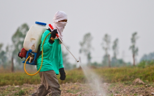 Farmworker advocates are petitioning the EPA to ban the use of a widely used toxic pesticide in the fields.(Wasan Gredpee/iStockphoto)
