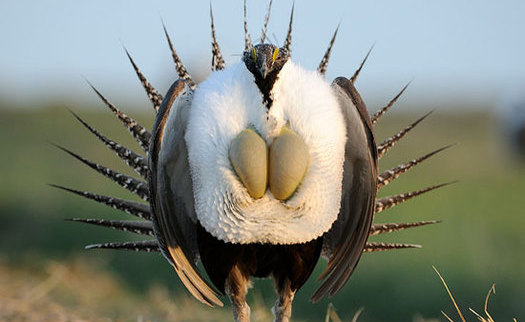 Thursday marks the one-year anniversary of the U.S. Fish and Wildlife Service's decision not to list the greater sage grouse as an endangered species. (USFWS)