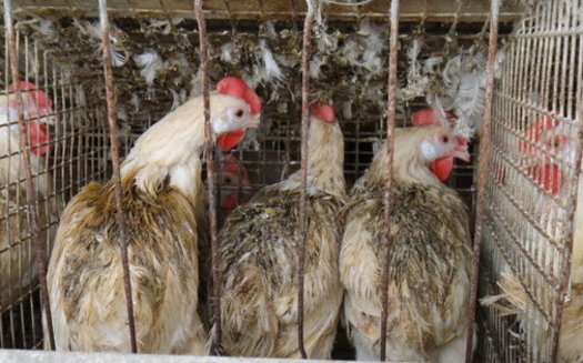 Question 3 on Massachusetts' November ballot would prohibit cruel confinement of farm animals. (HSUS) 