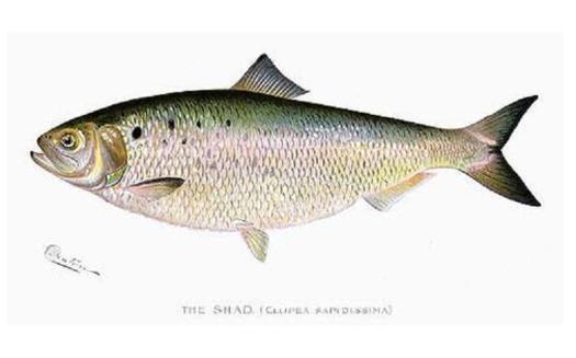 The shad, an iconic fish in Virginia, has been denied saltwater protections. (Shermon Foote Denton)
