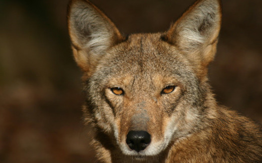 Red wolves are being mistaken by some hunters for coyotes, a problem made worse as deer season picks up in North Carolina. (Land Between the Lakes/flickr.com)