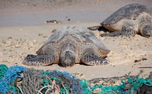 Even small bits of plastic bags can get trapped in a turtle's stomach, causing an untimely death. <br />(NOAA)