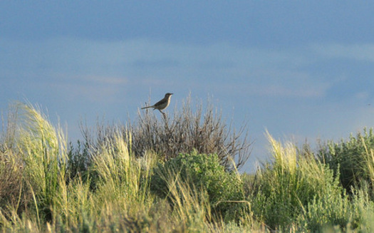 Sage grouse conservation efforts benefit species such as the sage thrasher, above, according to new research. (Tom Koerner/USFWS)