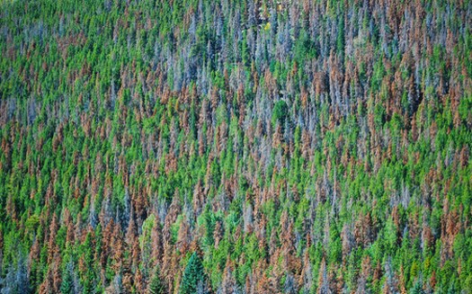 Warmer winters in the Northwest due to climate change could mean more damage from species such as pine beetle. (Don Becker/U.S. Geological Survey)