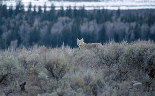 A coyote-hunting contest is taking place Saturday and Sunday in Lake County, Ore. (John Mosesso/U.S. Geological Survey)