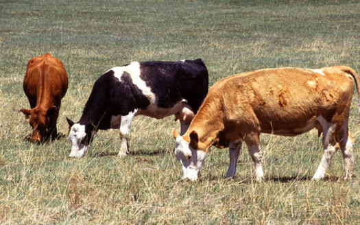 A former environmental lawyer has written a book that says that when done correctly, livestock grazing can have some benefits for the land. (Scott Bauer/USDA)