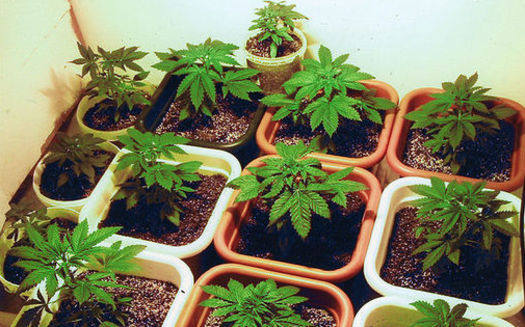 Supporter of the new state law legalizing adult possession of marijuana in the Bay State are concerned about lawmakers possibly doing away with key parts of it, including a home-grow provision. (A7nubis/Wikimedia Commons) 