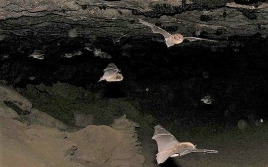 A National Wildlife Federation report says climate change, spurred by methane emissions, is threatening some bats in Ohio. (Andrew King/USFWS)