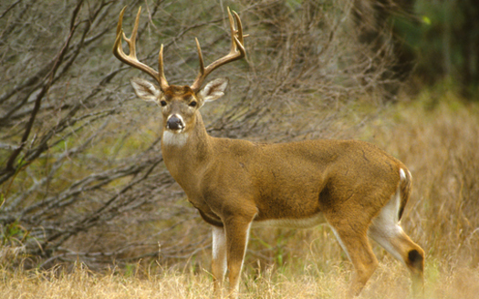 Chronic wasting disease continues to take a toll on the Wisconsin deer herd. (twildlife/iStockPhoto.com)
