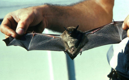 Pennsylvania bat populations have been devastated by human activity and disease. Now, they face another threat from oil and gas development. (Don Pfritzer/Wikimedia Commons)