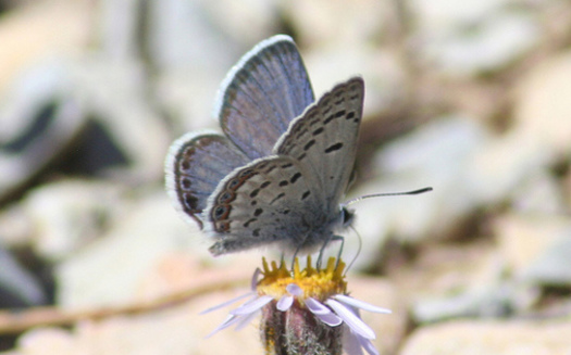The Mount Charleston Blue Butterfly is one of 22 endangered species in Nevada. (USFWS)