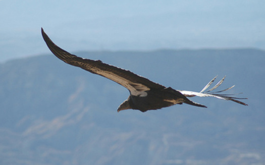 The California condor is one of 65 endangered species in Arizona. (U.S. Fish & Wildlife Service)