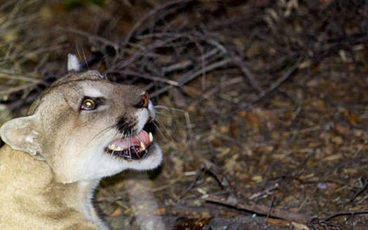 P-45, the male mountain lion suspected of killing several alpacas over the weekend. (National Park Service)