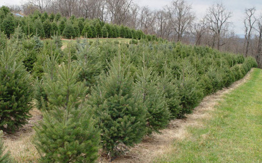 Pennsylvania has more than 1,300 Christmas tree farms. (CBF Photo)