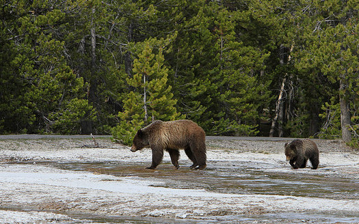 Researchers and state and U.S. agencies differ on how they believe grizzly bears will fare if the species is delisted. (Jim Peaco/Yellowstone National Park)
