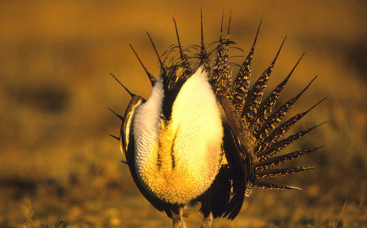 The habitat favored by the greater sage grouse has been reduced greatly by conversion to cropland driven by the renewable-fuel standard. (twildlife/iStockphoto)