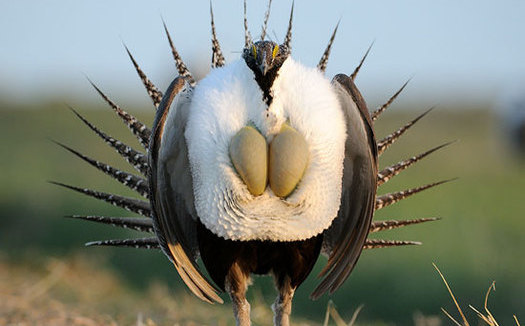 The Endangered Species Coalition has released its Top 10 list of species in need of protections, including the greater sage-grouse. (USFWS)