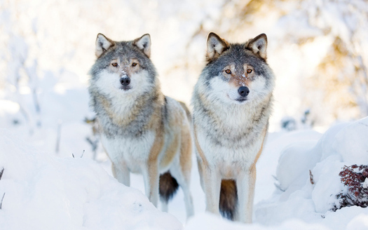 The gray wolf once flourished in Wisconsin, but is now on an imperiled species list. (kjekol/iStockPhoto)
