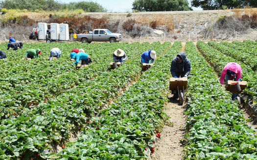 Deportation of undocumented immigrants would affect tens of thousands of dairy farm workers and seasonal crop harvesters in Wisconsin. (rightdx/iStockPhoto)