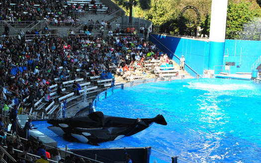 Tilikum, the orca who died late last week, lived most of his life at SeaWorld. (Christian Benseler)