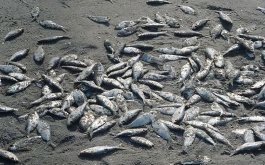 Juvenile fish often are caught up in shrimp trawler nets off of the North Carolina coast. (flickr.com/mwms1916)