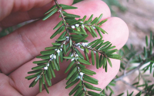 Michigan residents are urged to help stop the spread of the tree-killing hemlock woolly adelgid, or HWA. (Mich. Dept. of Natural Resources) 