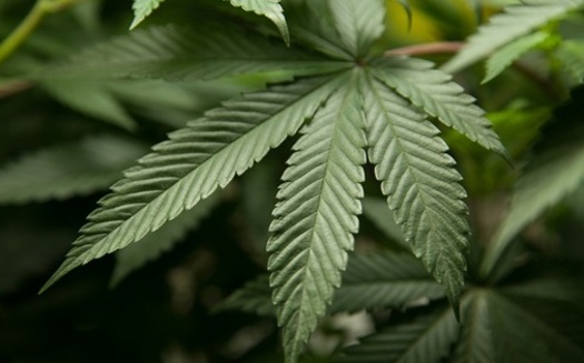 Lawmakers in Indiana have introduced several bills to legalize medicinal marijuana. (fbi.gov)