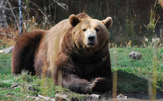 The U.S. Fish and Wildlife Service has delayed its decision to take the grizzly bear off the endangered species list. (Pat (Cletch) Williams/Flickr)