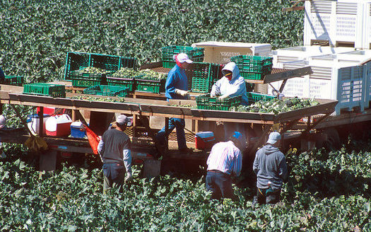 Migrant workers harvest broccoli near Santa Maria. Some California business owners aren't happy about the new president's crackdown on undocumented workers. (Beth Golden)