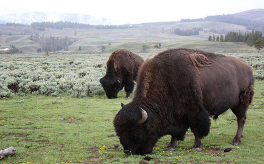 Montana Gov. Steve Bullock has temporarily blocked 40 Yellowstone bison from being slaughtered. (Jimmie/Flickr)