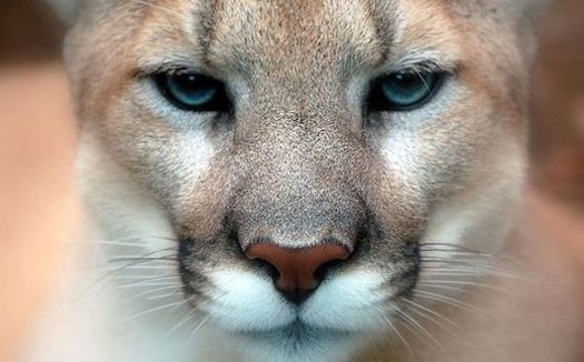 Opponents of mountain lion hunting in Nebraska contend the animals play a vital role in the ecosystem. (Art G./Flickr)
