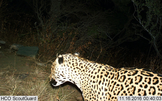 A jaguar walks past a trail camera in the Dos Cabezas Mountains in November. (Bureau of Land Management)